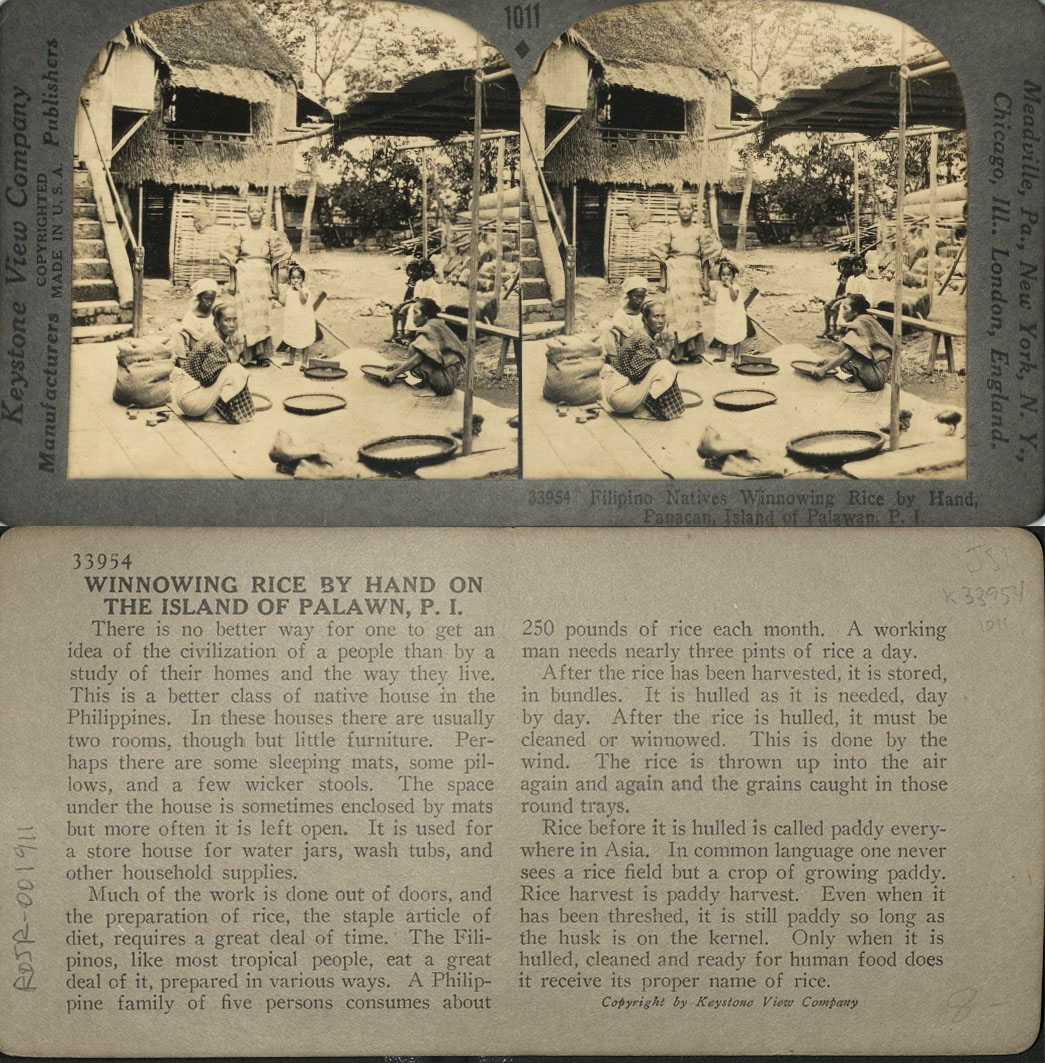 Filipino Natives Winnowing Rice by Hand, Panacan, Island of Palawan, P. I.